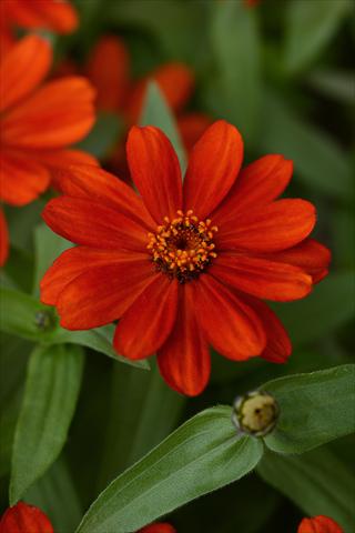 Foto fiore da  Vaso e aiola Zinnia marylandica Zinnia Zahara Red