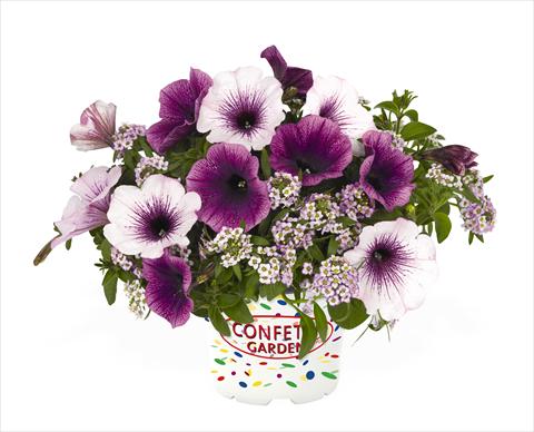 Foto fiore da  Basket o vaso 3 Combo RED FOX Confetti Garden Yolo Glossy Grape