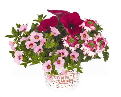 Foto fiore da  Basket o vaso 3 Combo RED FOX Confetti Garden Hot Pink Jazz