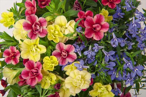 photo of flower to be used as: Basket / Pot 3 Combo RED FOX Confetti Garden Niagara Falls