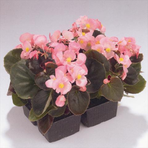 Foto fiore da  Aiuola e/o bordura Begonia semperflorens Havana Pink