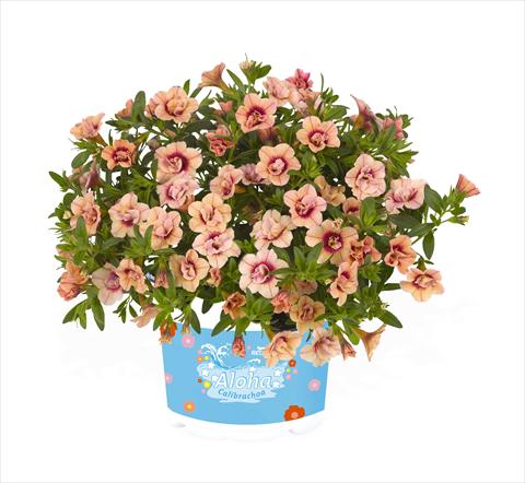 photo of flower to be used as: Basket / Pot Calibrachoa RED FOX Aloha® Double Apricot