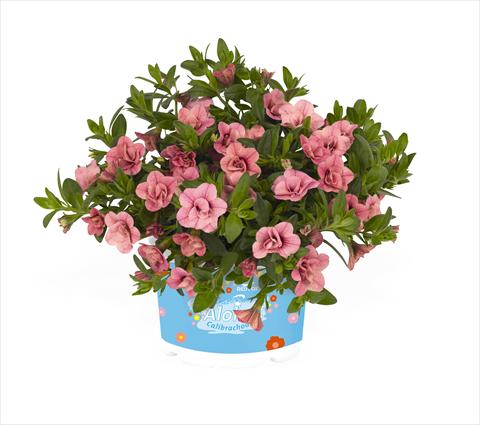 Foto fiore da  Basket o vaso Calibrachoa RED FOX Aloha® Double Pink