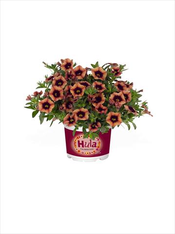 Foto fiore da  Basket o vaso Calibrachoa RED FOX Hula Godiva