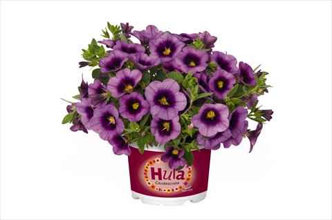 Foto fiore da  Basket o vaso Calibrachoa RED FOX Hula Lavender