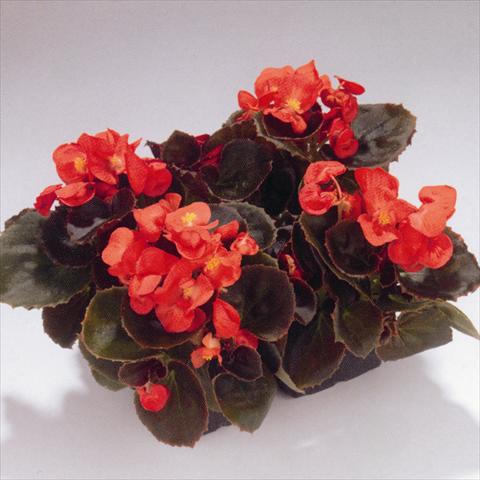 Foto fiore da  Aiuola e/o bordura Begonia semperflorens Havana Scarlet