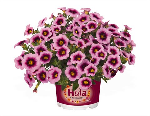 Foto fiore da  Basket o vaso Calibrachoa RED FOX Hula Soft Pink