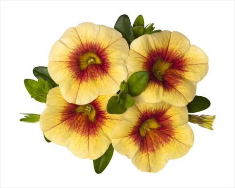 Foto fiore da  Basket o vaso Calibrachoa RED FOX Super Yellow