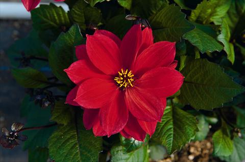 photo of flower to be used as: Pot Dahlia Dreamy Passion