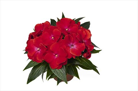 Foto fiore da  Basket vaso o aiuola Impatiens N. Guinea RED FOX Magnum Red Flame