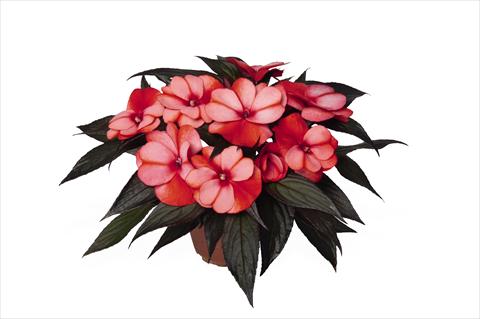 photo of flower to be used as: Bedding pot or basket Impatiens N. Guinea RED FOX Petticoat Red Star 2015