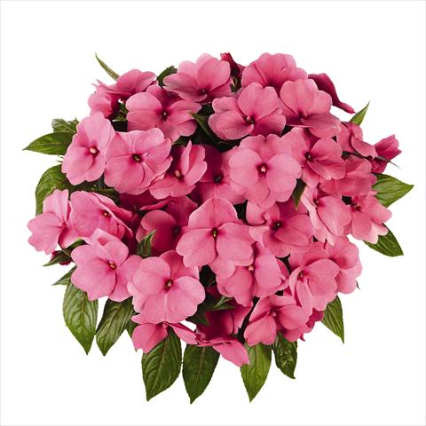 Foto fiore da  Basket vaso o aiuola Impatiens N. Guinea RED FOX Tamarinda Pink