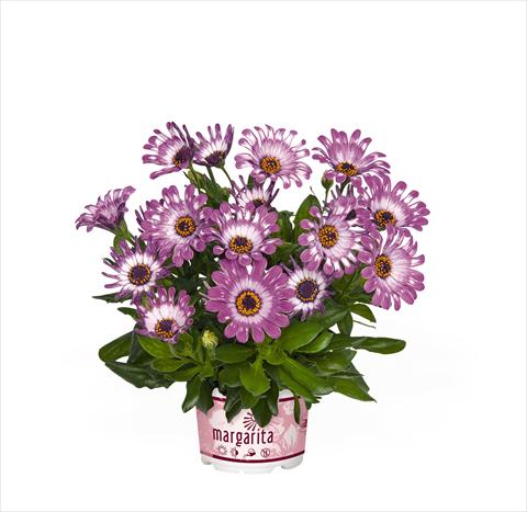 photo of flower to be used as: Pot Osteospermum Margarita Purple Spoon