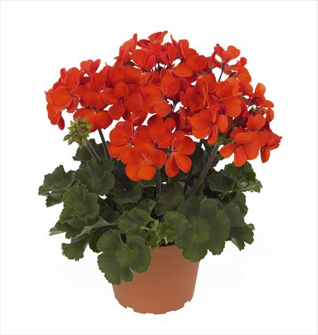 Foto fiore da  Vaso Pelargonium interspec. RED FOX Sarita Fire