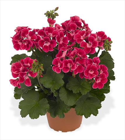 photo of flower to be used as: Pot Pelargonium interspec. RED FOX Sarita Neon Sizzle