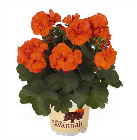 Foto fiore da  Vaso Pelargonium zonale RED FOX Savannah Oh so Orange