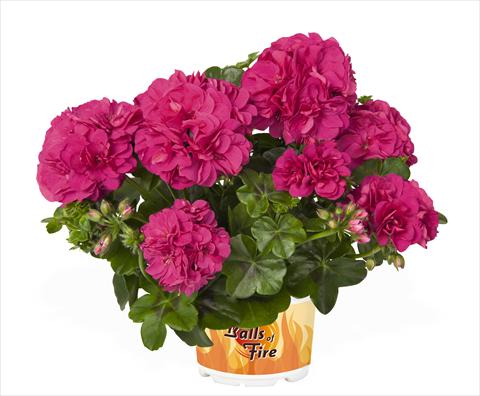 photo of flower to be used as: Pot Pelargonium peltatum RED FOX Great Ball of Fire Blue Violet