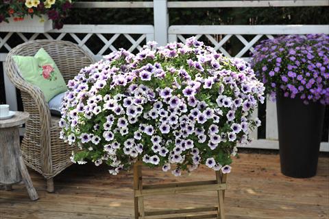 photo of flower to be used as: Basket / Pot Petunia x hybrida RED FOX  Purple Spotlight