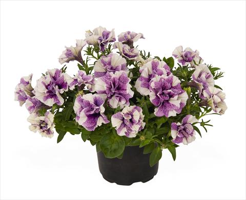 Foto fiore da  Basket o vaso Petunia x hybrida RED FOX Origami Lavender Touch