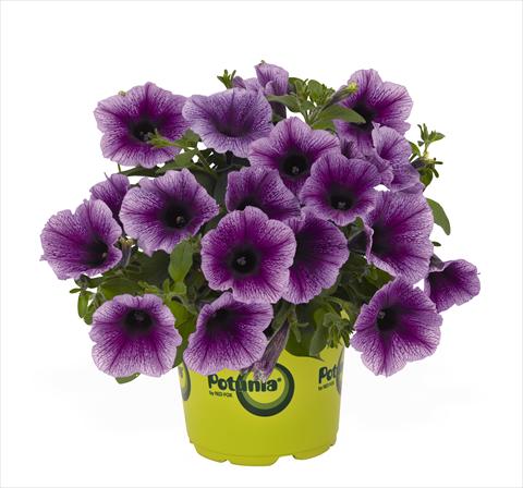 Foto fiore da  Basket o vaso Petunia x hybrida RED FOX Potunia Plus Denim