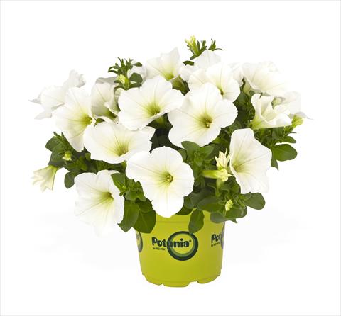 photo of flower to be used as: Basket / Pot Petunia x hybrida RED FOX Potunia Plus White