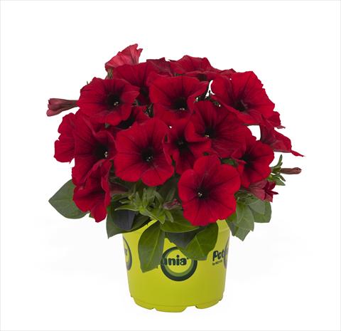 Foto fiore da  Basket o vaso Petunia x hybrida RED FOX Potunia Red 2015