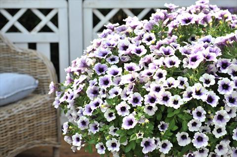 photo of flower to be used as: Basket / Pot Petunia x hybrida RED FOX Purple Spotlight