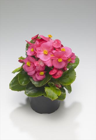 Foto fiore da  Aiuola e/o bordura Begonia semperflorens Monza Rose