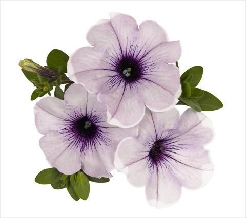 Foto fiore da  Basket o vaso Petunia x hybrida RED FOX Surprise Lavender Halo