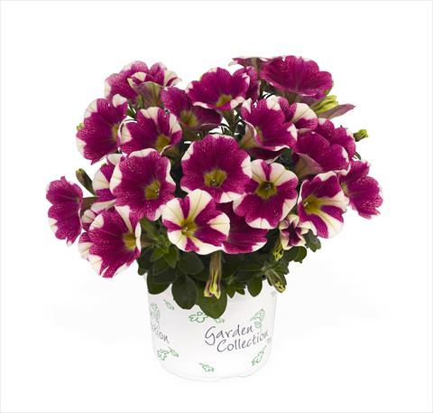 Foto fiore da  Basket o vaso Petunia x hybrida RED FOX Sweetunia Hot Pink Touch