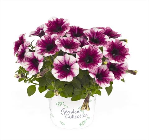 Foto fiore da  Basket o vaso Petunia x hybrida RED FOX Sweetunia Purple Touch