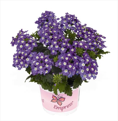 Foto fiore da  Vaso Verbena hybrida RED FOX Empress Flair Purple Charme