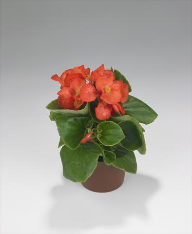 Foto fiore da  Aiuola e/o bordura Begonia semperflorens Monza Salmon Orange