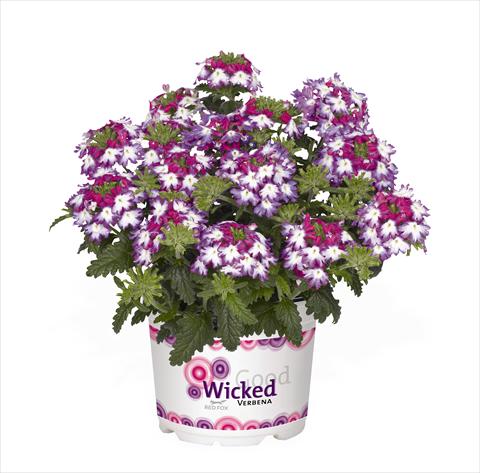 Foto fiore da  Vaso Verbena hybrida RED FOX Wicked Mad Magenta