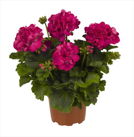 Foto fiore da  Vaso Pelargonium zonale RED FOX Big Ezee Fuchsia Blue