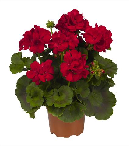 Foto fiore da  Vaso Pelargonium zonale RED FOX Big Ezee Red