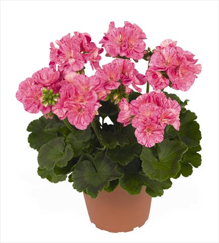 Foto fiore da  Vaso Pelargonium zonale RED FOX Survivor Pink Batik