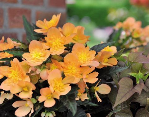 photo of flower to be used as: Pot Begonia Unbelievable Lucky Strike