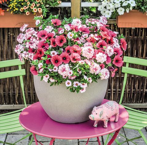 Foto fiore da  Basket o vaso 3 Combo Confetti Garden Shocking Pink