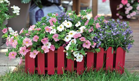 photo of flower to be used as: Basket / Pot 3 Combo Confetti Garden Waterlily