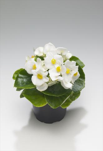 Foto fiore da  Aiuola e/o bordura Begonia semperflorens Royal White