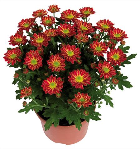 Foto fiore da  Vaso Chrysanthemum Swifty Orange Bicolour