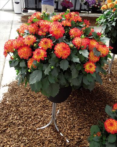 Foto fiore da  Vaso Dahlia x hybrida Hypnotica Tequila Sunrise