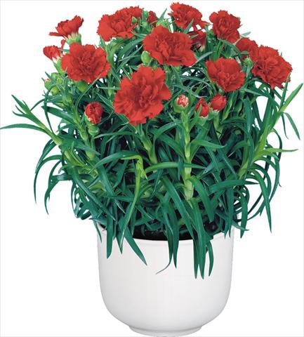 photo of flower to be used as: Pot Dianthus caryophyllus Sprint Bosco