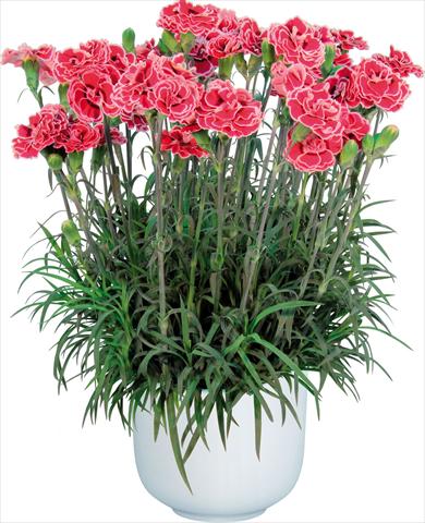 Foto fiore da  Vaso Dianthus caryophyllus Sprint Mondriaan