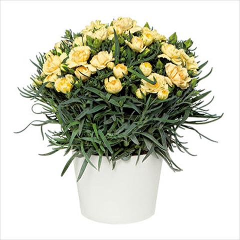 photo of flower to be used as: Pot Dianthus caryophyllus Sprint Quevedo