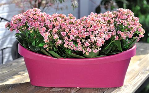 Foto fiore da  Vaso Kalanchoe Calandiva Cadillac Pink