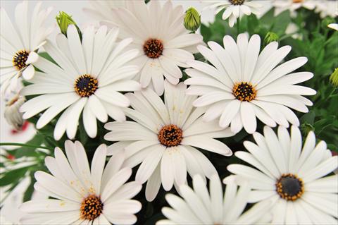 Foto fiore da  Vaso Osteospermum Margarita Supreme White