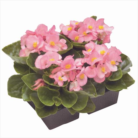 Foto fiore da  Aiuola e/o bordura Begonia semperflorens Royal Coral