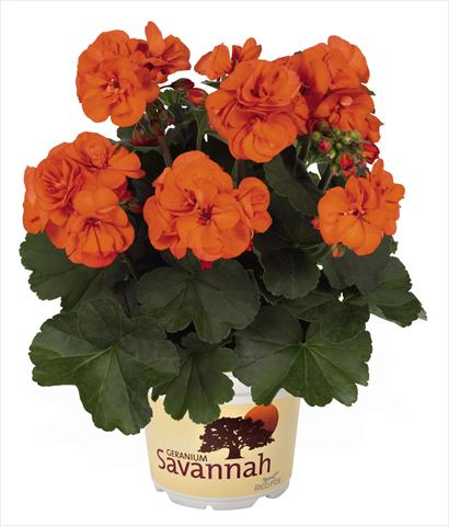 Foto fiore da  Vaso Pelargonium zonale Savannah Oh so Orange